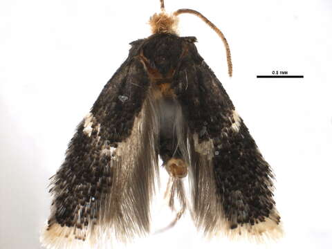 Image of Ectoedemia similella (Braun 1917) Wilkinson et al. 1981