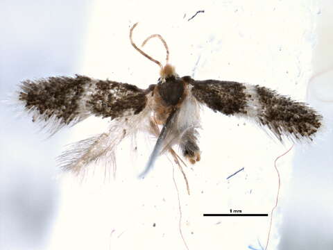 Image of Ectoedemia similella (Braun 1917) Wilkinson et al. 1981