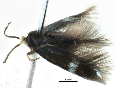 Image of Stigmella quercipulchella (Chambers ex Hayden 1882) Wilkinson et al. 1979