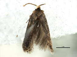 Image of minute leaf miner moths