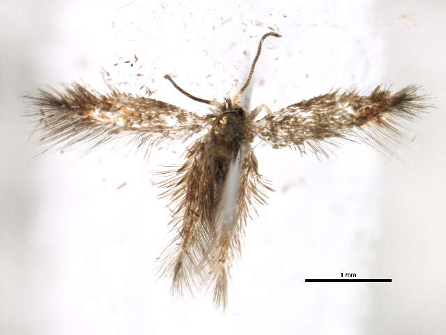 صورة Stigmella quercipulchella (Chambers ex Hayden 1882) Wilkinson et al. 1979