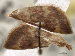 Image of Pyrausta inveterascalis Barnes & McDunnough 1918