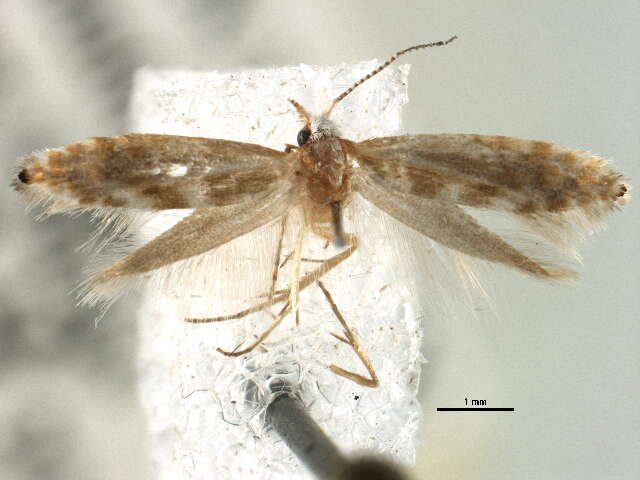 Image of Argyresthia canadensis Freeman 1972