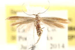 صورة Coleophora cretaticostella Clemens 1860