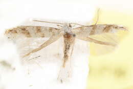 Image of Solitary Oak Leafminer