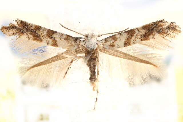 Image of Solitary Oak Leafminer