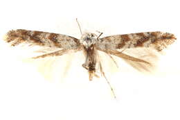 Image of Solitary Oak Leafminer