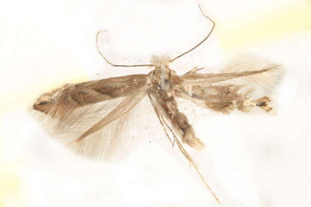 Image of Phyllonorycter scudderella (Frey & Boll 1873)