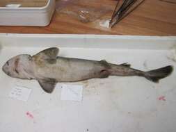 Image of dogfish sharks