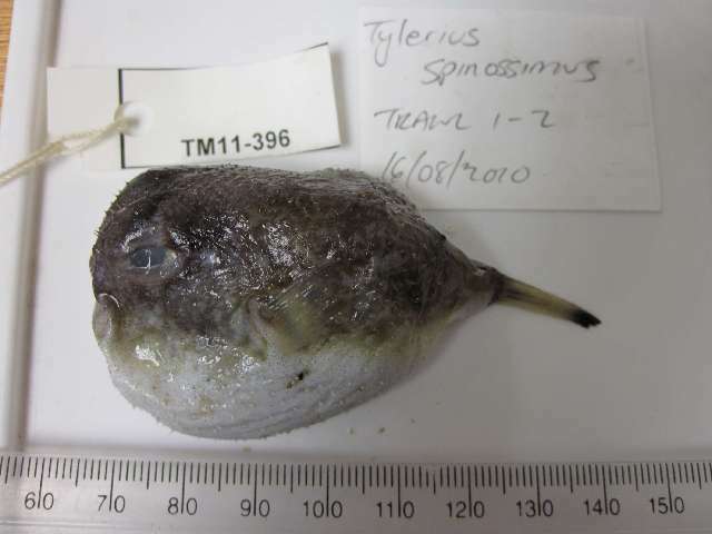 Image of Tetraodontinae