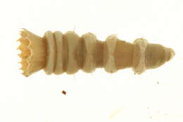 Image of Nicomache lumbricalis (Fabricius 1780)