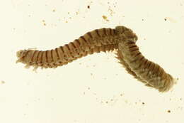 Image of Nothria conchylega