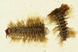 Image of Polynoinae