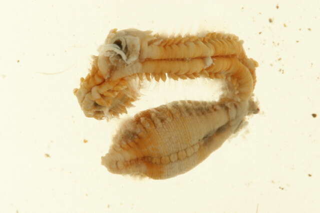 Image of Scalibregma inflatum