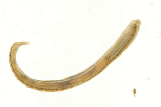 Image of Ophelina acuminata