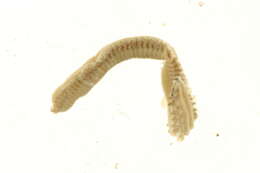 Image of Nephtys punctata