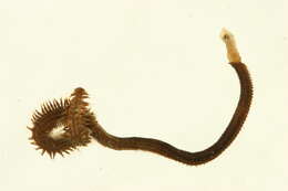Image of Goniada maculata Örsted 1843