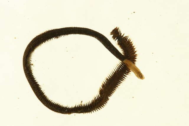 Imagem de Goniada maculata Örsted 1843