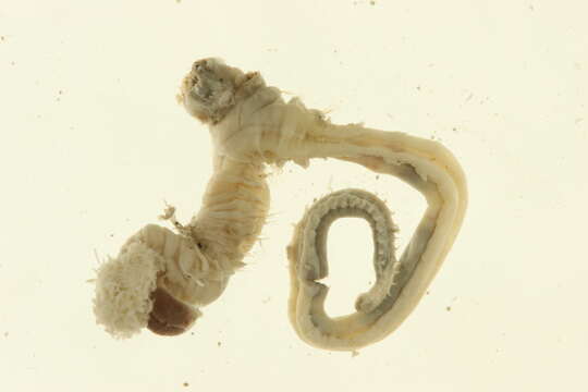 Image of Terebellides stroemii