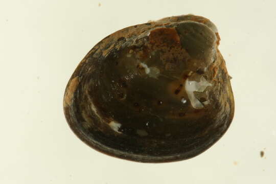 Image of Little nut clam