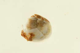 Image of Thyasira Lamarck 1818