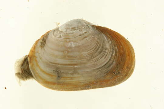 Image of Hiatella Bosc 1801