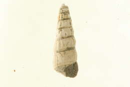 Image of Tachyrhynchus Mörch 1868