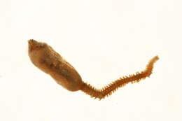 Image of Scalibregma inflatum