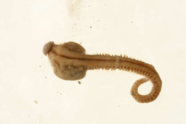 Image of Scalibregma inflatum