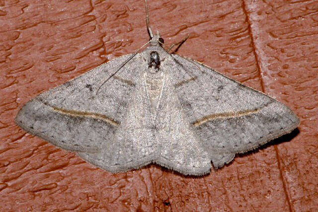 Image of Dark-bordered Granite