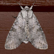 Image of Piney Moth