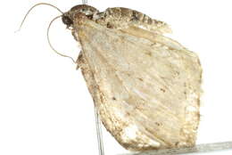 Image of <i>Venusia obsoleta</i>