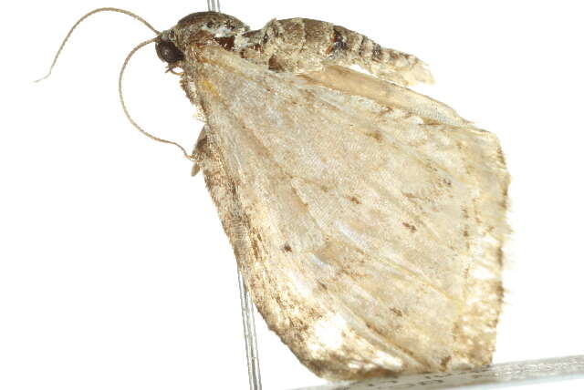 Image of <i>Venusia obsoleta</i>