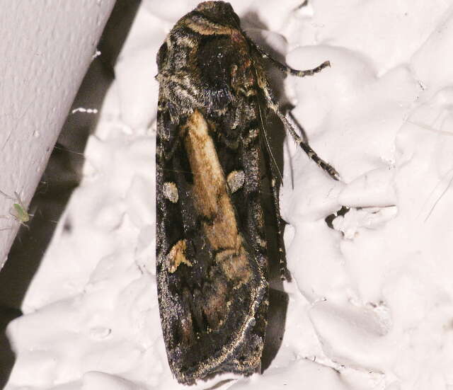 Image of Black Army Cutworm