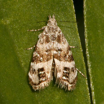 <i>Tebenna piperella</i>的圖片