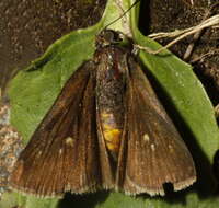 Image of Dun Sedge Skipper