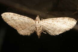 Слика од Eupithecia lachrymosa Hulst 1900