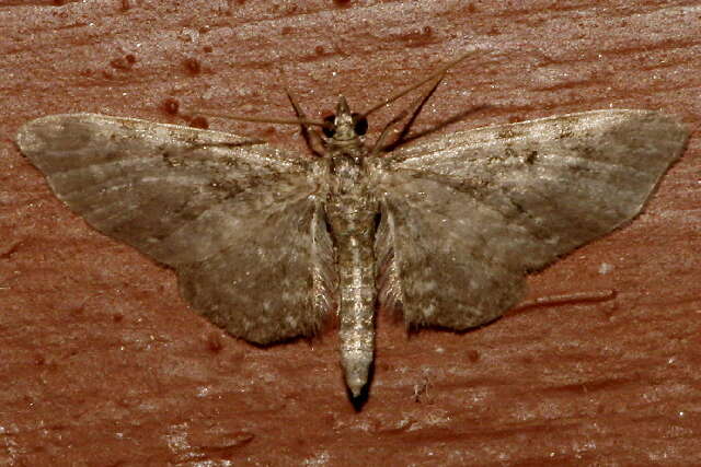 Image of <i>Eupithecia sharronata</i>