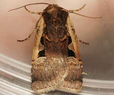 Image of <i>Parabagrotis sulinaris</i> Lafontaine