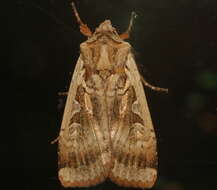 Image of <i>Parabagrotis sulinaris</i> Lafontaine