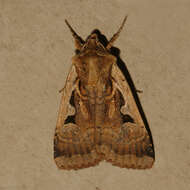 Image of <i>Parabagrotis sulinaris</i> Lafontaine