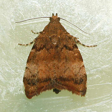 Image of <i>Choreutis pariana</i>