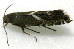 Слика од <i>Glyphipterix sistes</i>