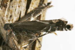 Слика од <i>Glyphipterix sistes</i>