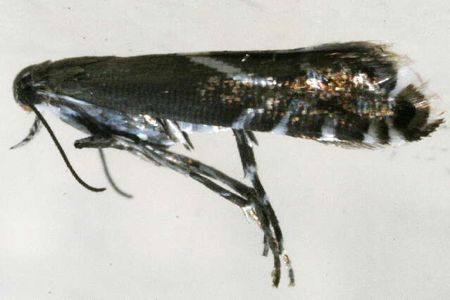 Слика од <i>Glyphipterix sistes</i>