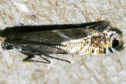 Слика од <i>Glyphipterix sistes</i>