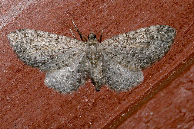 Слика од Eupithecia lachrymosa Hulst 1900