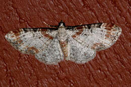 Image of <i>Eupithecia spermaphaga</i>