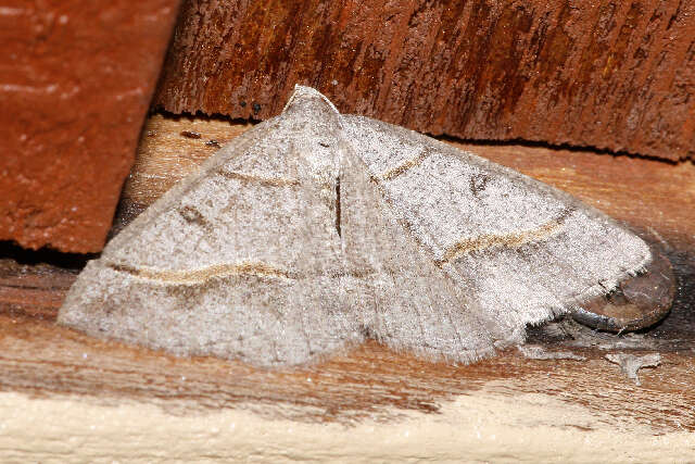 Image of Dark-bordered Granite