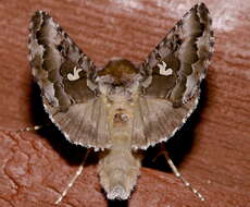 Image de Autographa corusca Strecker 1885